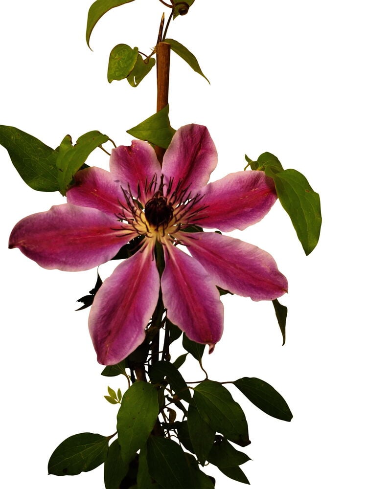 Vaaleanpunainen kärhö kukka vihreillä lehdillä.