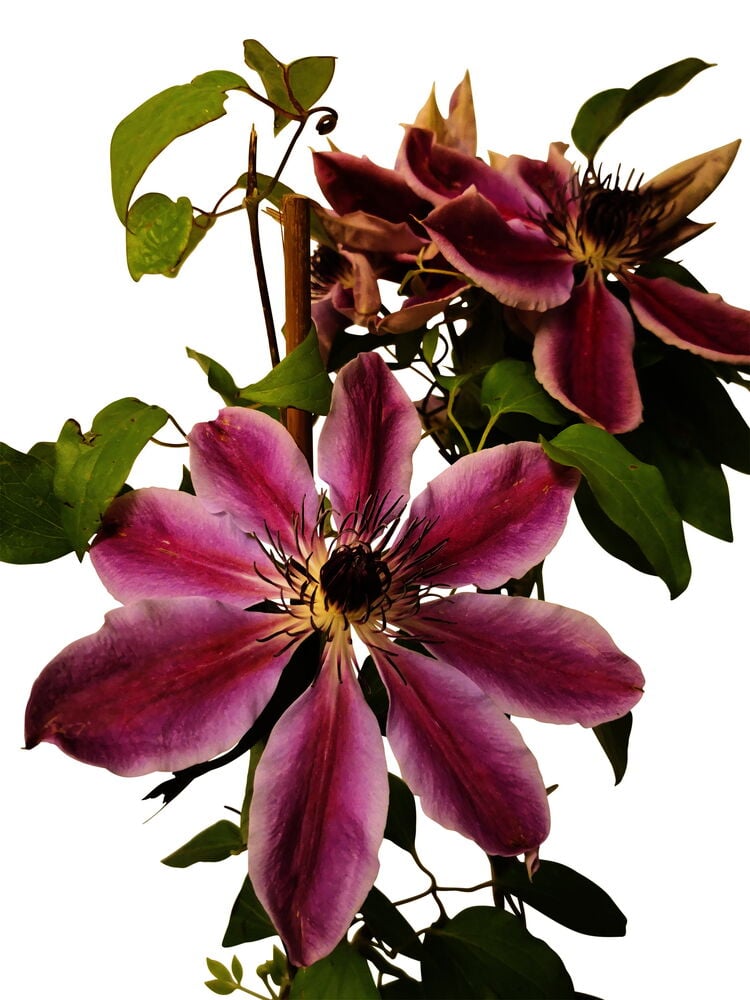 Vaaleanpunaiset kärhöjen kukat vihreillä lehdillä ja versoilla.