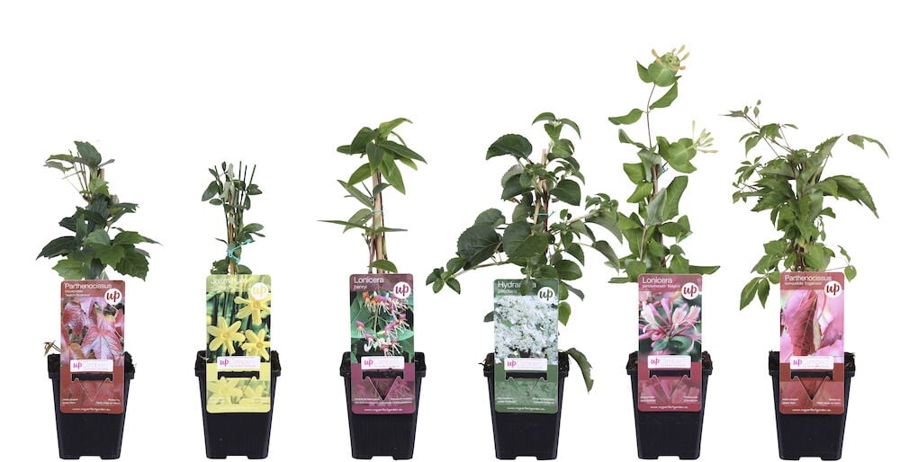 Kuusi erilaista mustasta muovista valmistettua köynnöskasviruukkua.