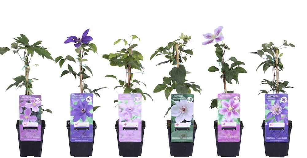 Kuusi ruukkua eri lajikkeita kukkivia kärhöjä.