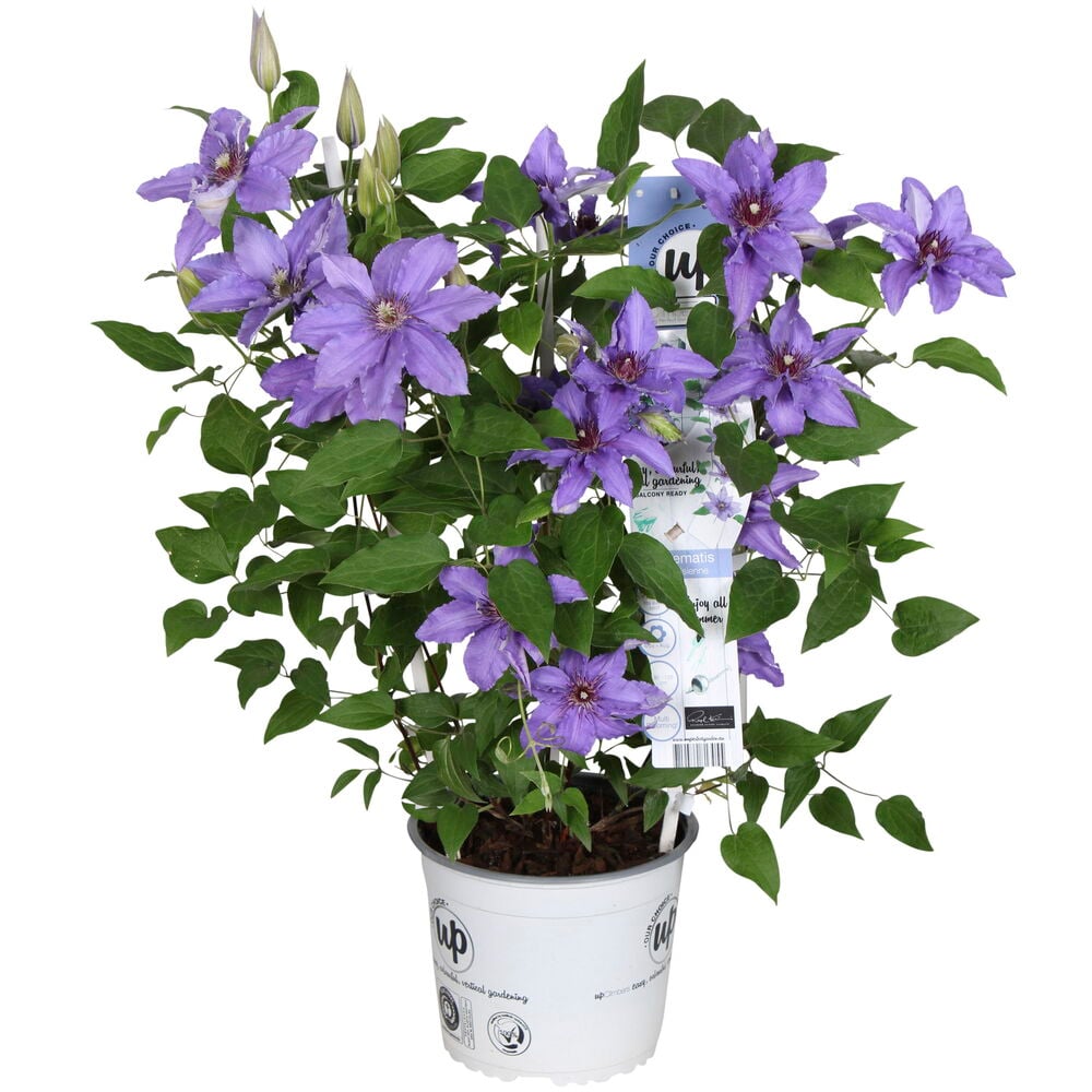 Kärhö köynnöskasvi, jossa on violetteja kukkia valkoisessa ruukussa.