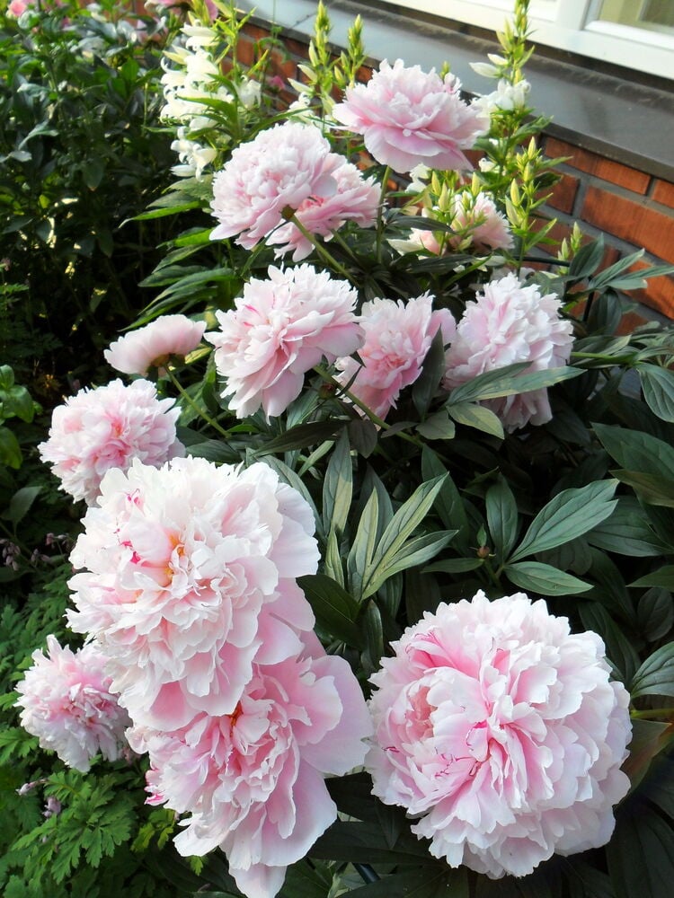 Vaaleanpunaiset pionit kukkivassa puutarhaistutuksessa.