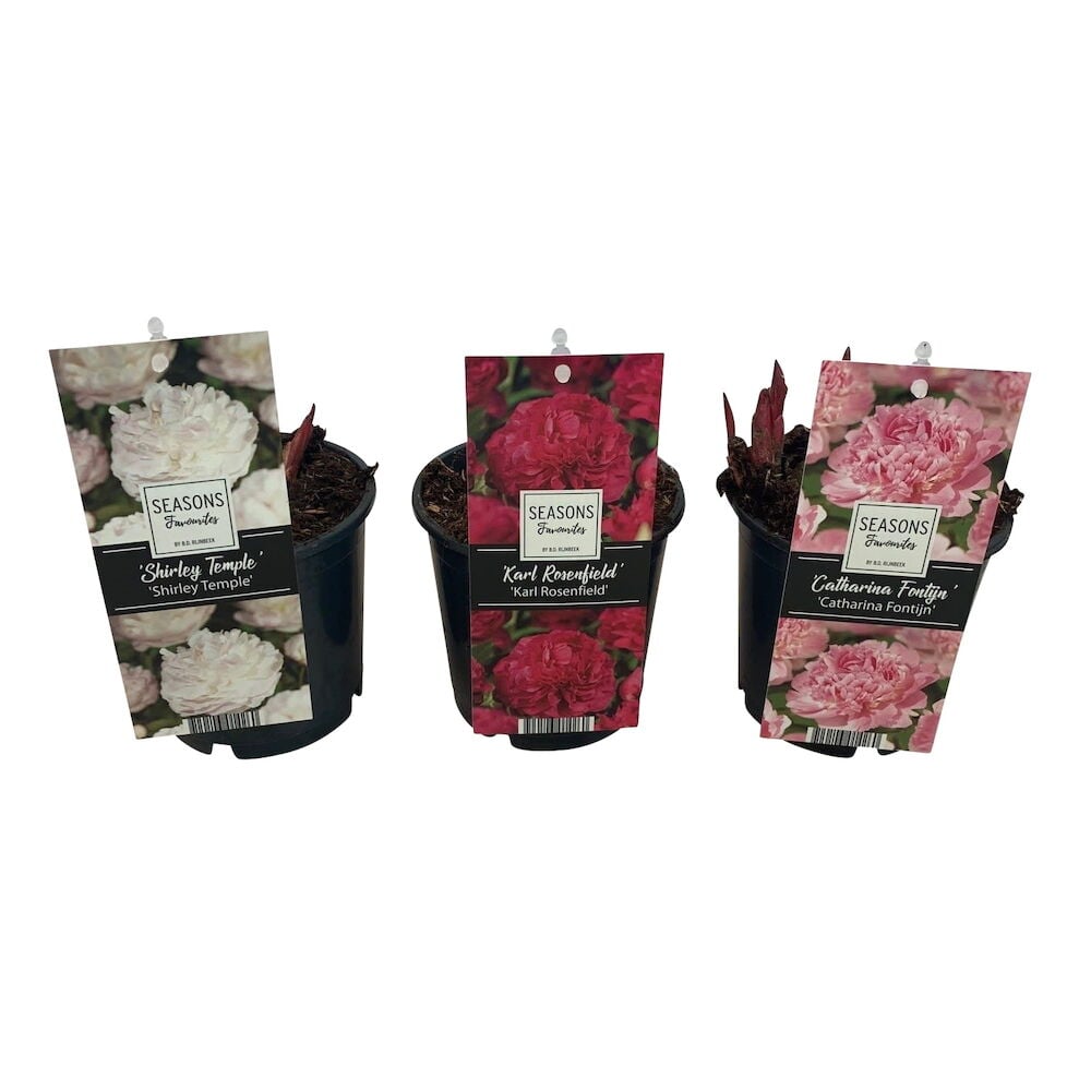 Kolme pionikasvia ruukuissa lajiketarroilla.