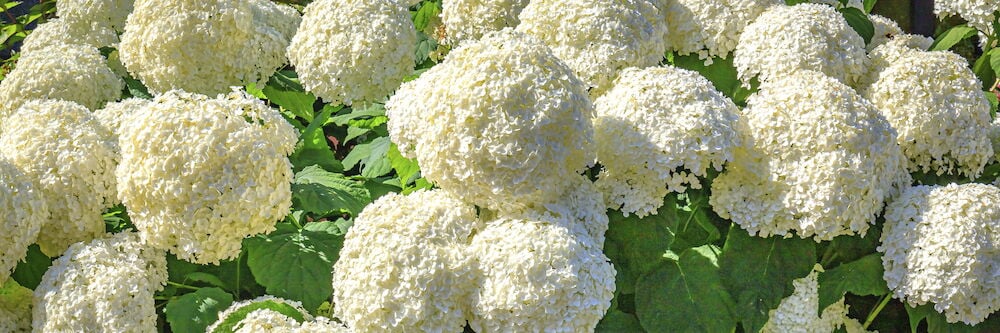 Valkoisia pyöreitä kukkia vihreälehtisessä puutarhapensaassa.