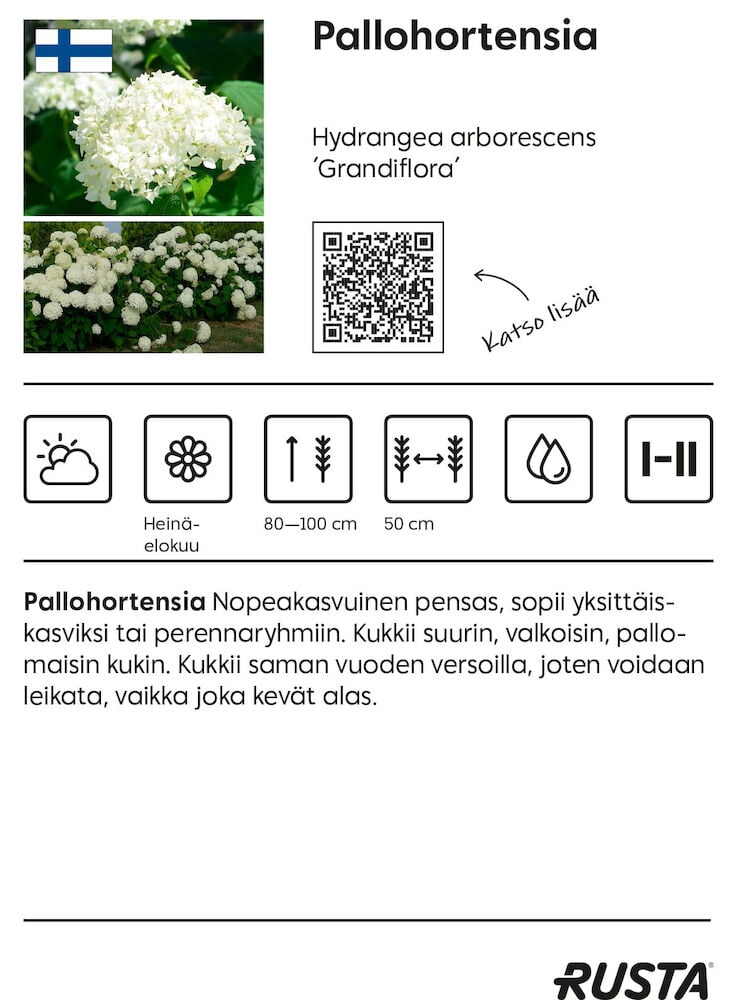 Valkoinen pallohortensiapensas, jossa on pyöreitä kukkaryhmiä ulkona.