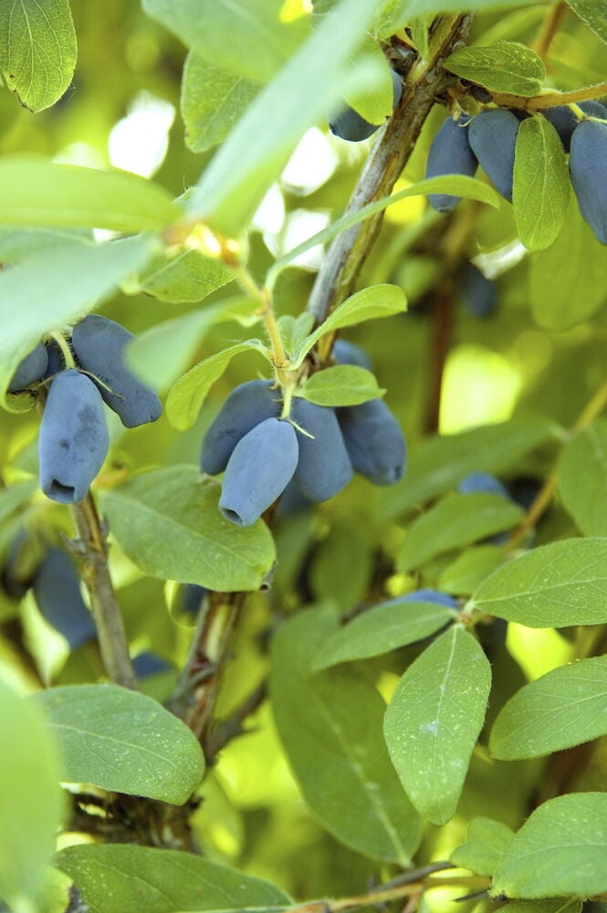 Vihreitä lehtiä ja sinisiä pitkulaisia marjoja pensaassa.