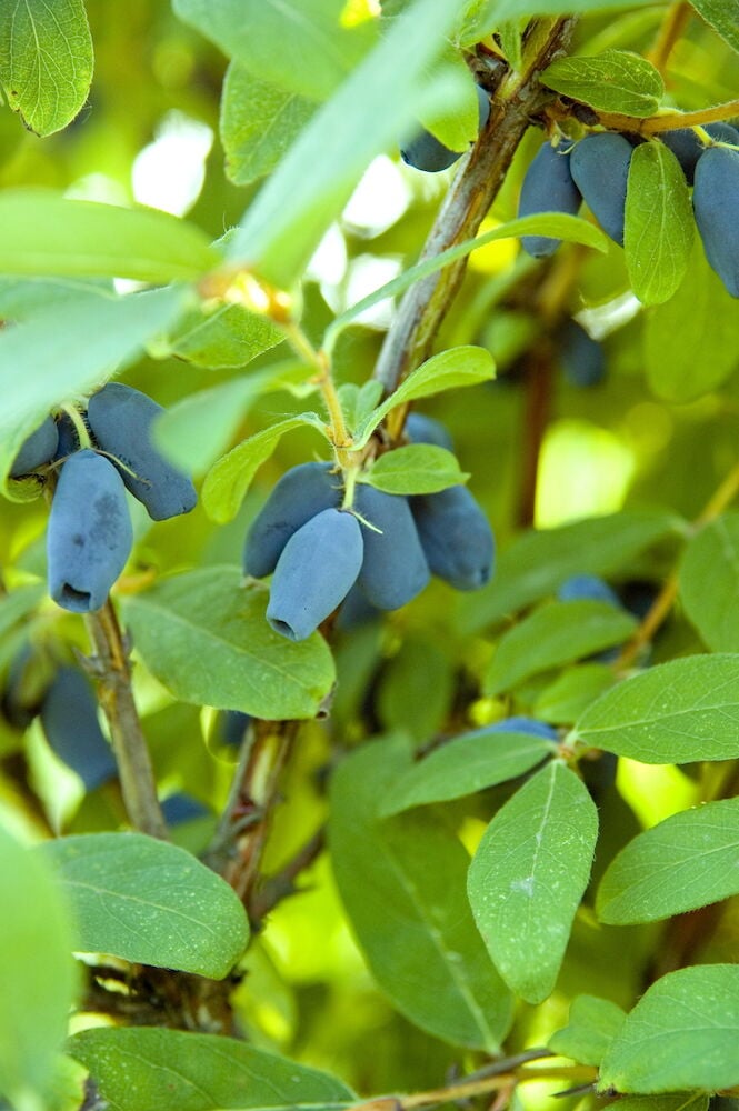 Pensas, jossa on pitkänomaisia tummansinisiä marjoja ja vihreitä lehtiä.