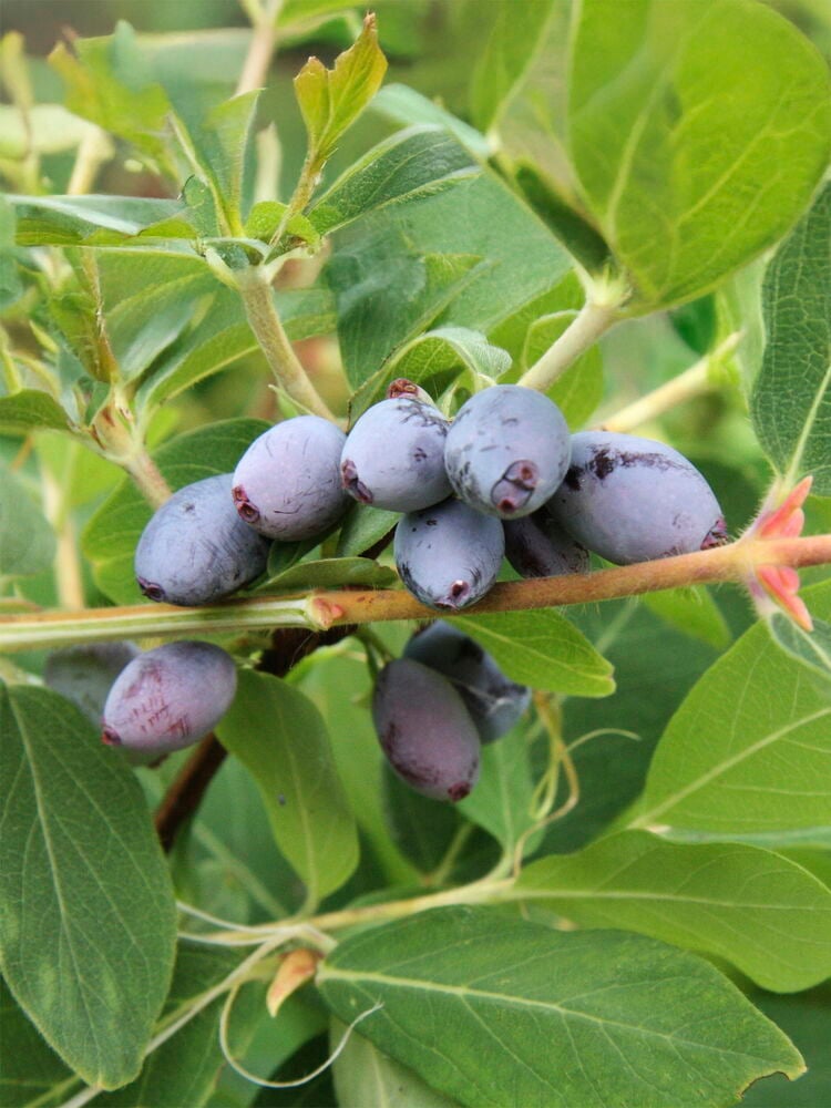 Hunajamarja Onni, jossa on pitkänomaisia violette marjoja valkoisen härmän peitossa vihreällä oksalla.