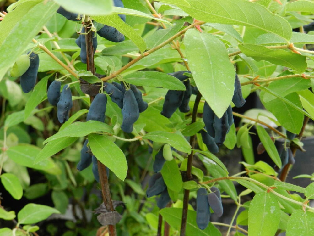 Hunajamarja Wojtek, jossa on runsaasti tummansinisiä, pitkulaisia marjoja vihreälehtisessä kasvissa.