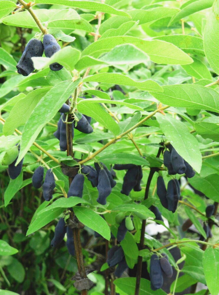 Lähikuva Hunajamarja Wojtek -kasvista, jossa on tummansinisiä, pitkulaisia marjoja ja vihreitä lehtiä.