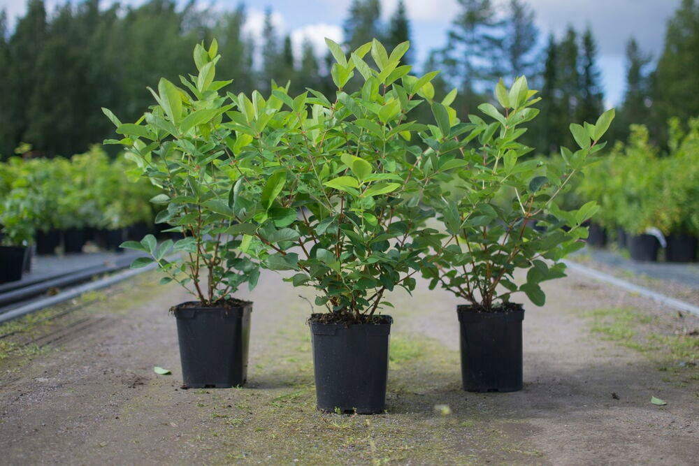 Kolme Hunajamarja Wojtek -kasvia mustissa ruukuissa, esillä hiekkatiellä.