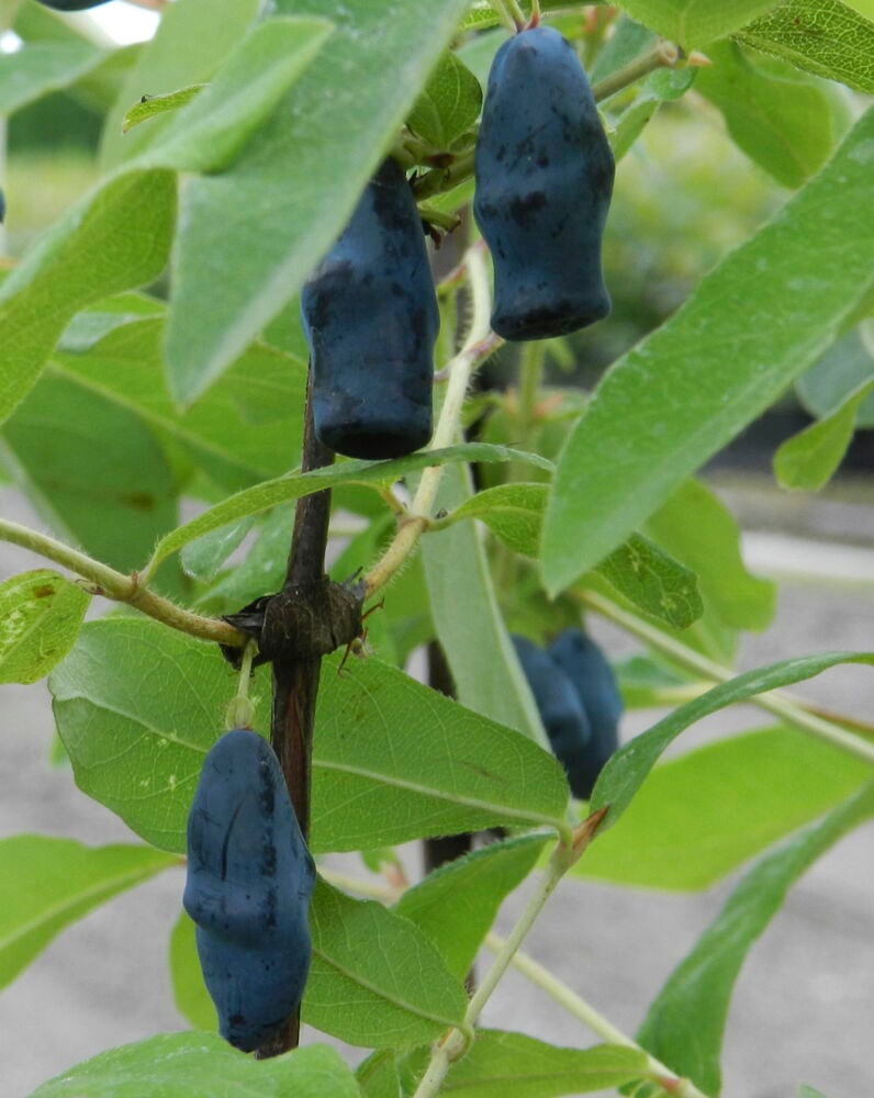 Lähikuva Hunajamarja Zojka -kasvista, jossa on tummansinisiä pitkänomaisia marjoja vihreiden lehtien seassa.