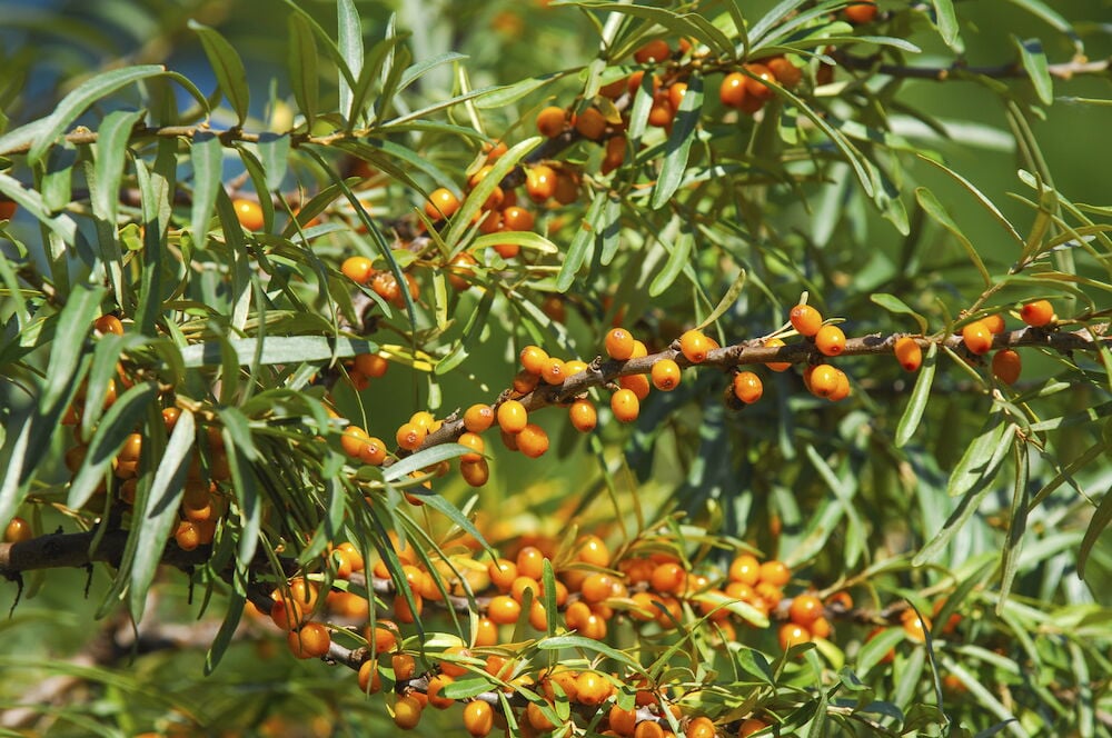 Tyrnipensas, jossa on pitkät lehdet ja oransseja marjoja.