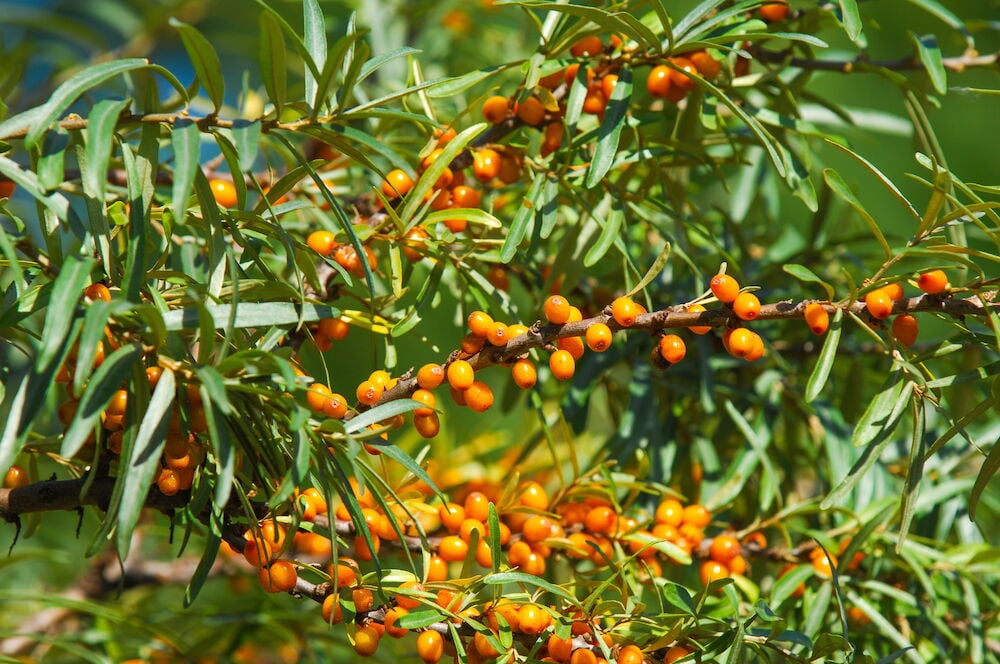 Oksa tyrnimarjoilla ja kapeilla vihreillä lehdillä.