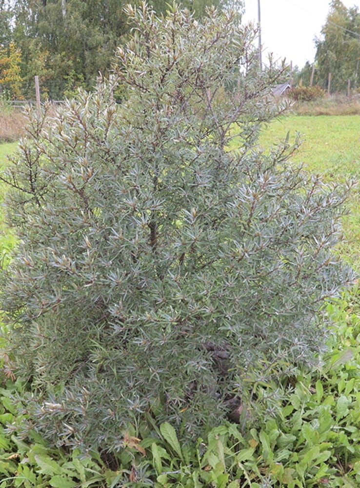 Vihreä tyrnipensas ulkona nurmimaisemassa.