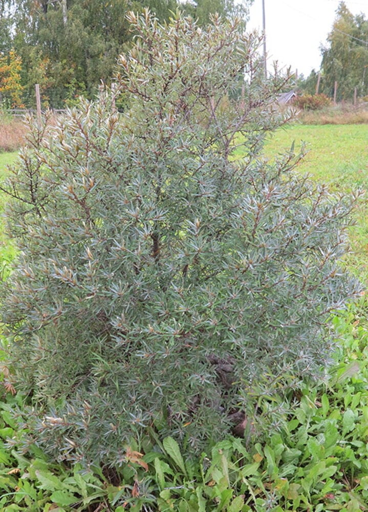 Tyrnipensas kapeilla harmaanvihreillä lehdillä ulkona.