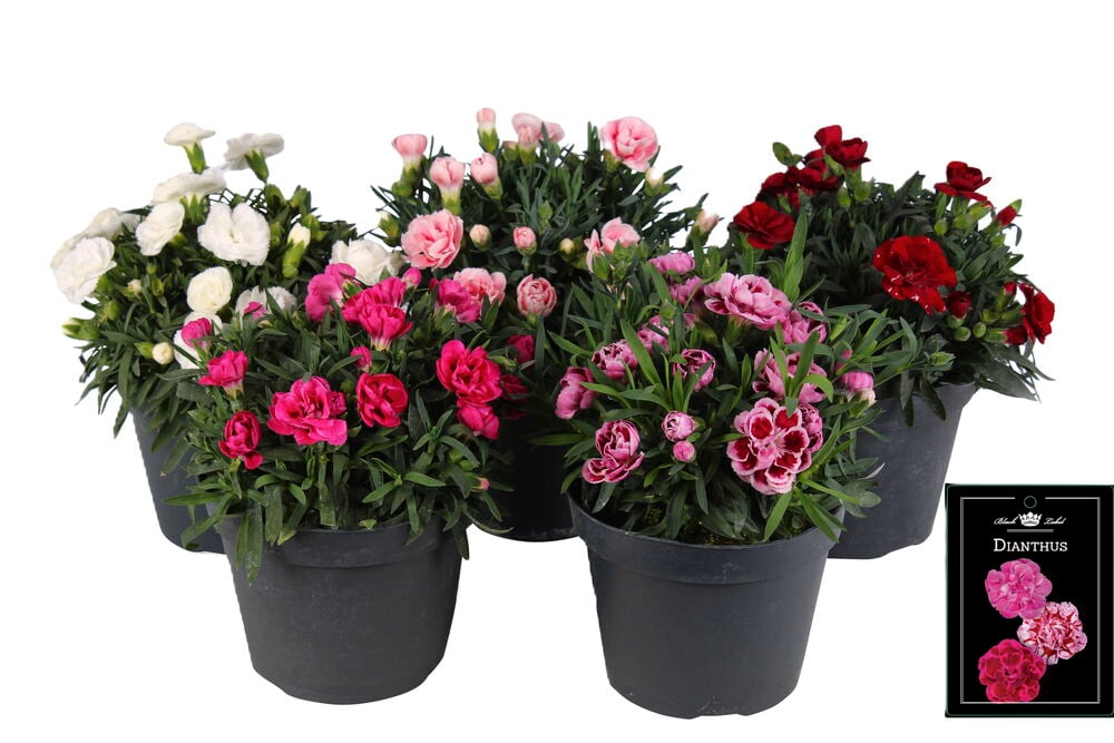 Ruukkuperennalajitelma 15 cm Dianthus-kukkia: valkoisia, pinkkejä, punaisia; musta etiketti.