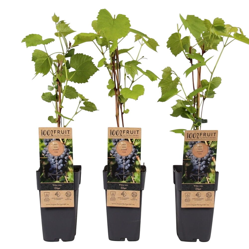 Kolme ruukutettua Zilga-viiniköynnöstä, vihreät lehdet ja etiketit, joissa näkyy rypäleitä mustissa ruukuissa.