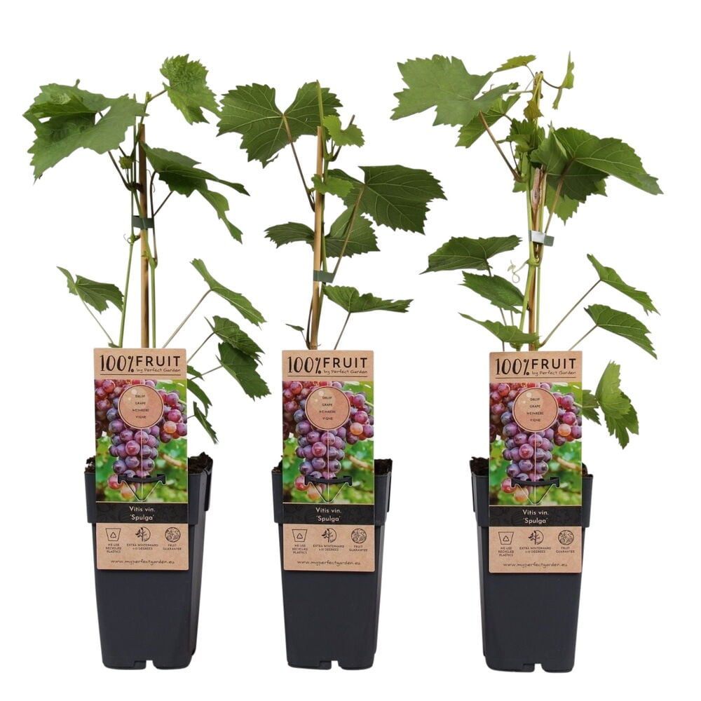 Kolme ruukutettua viiniköynnöstä vihreillä lehdillä, tukikepeillä ja etiketillä, jossa on violetteja rypäleitä.