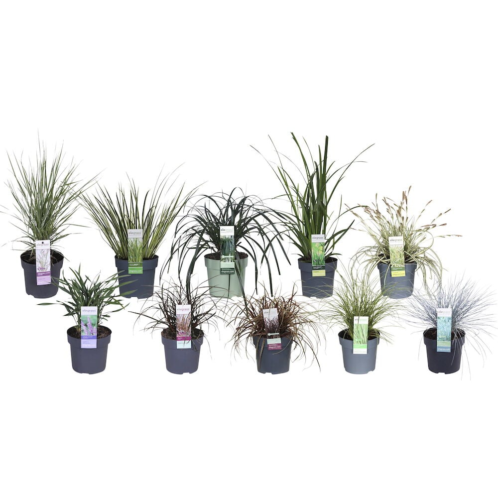 Erilaisia koristeheiniä mustissa muoviruukuissa.