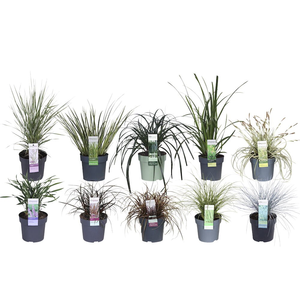 Eri koristeheinät mustissa ruukuissa valkoista taustaa vasten.