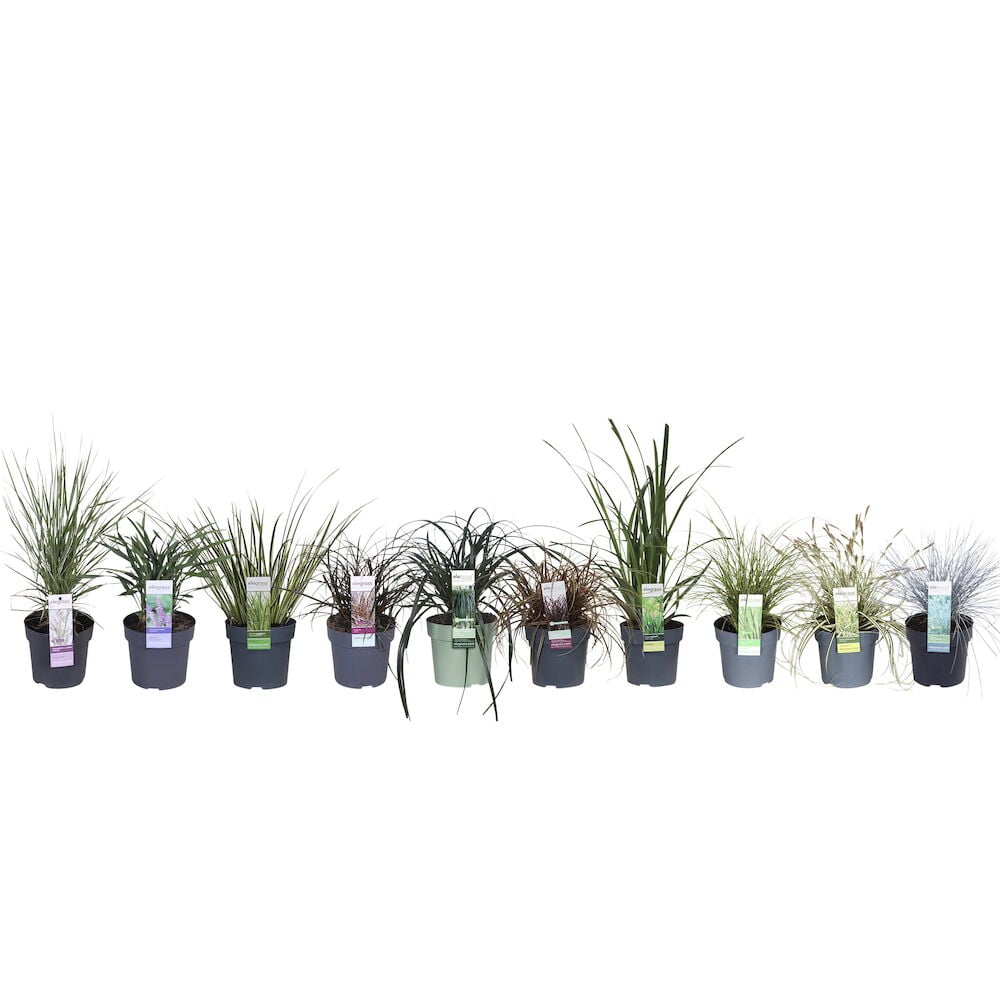 Useita erilaisia ruukkuihin istutettuja heinäkasveja rivissä.