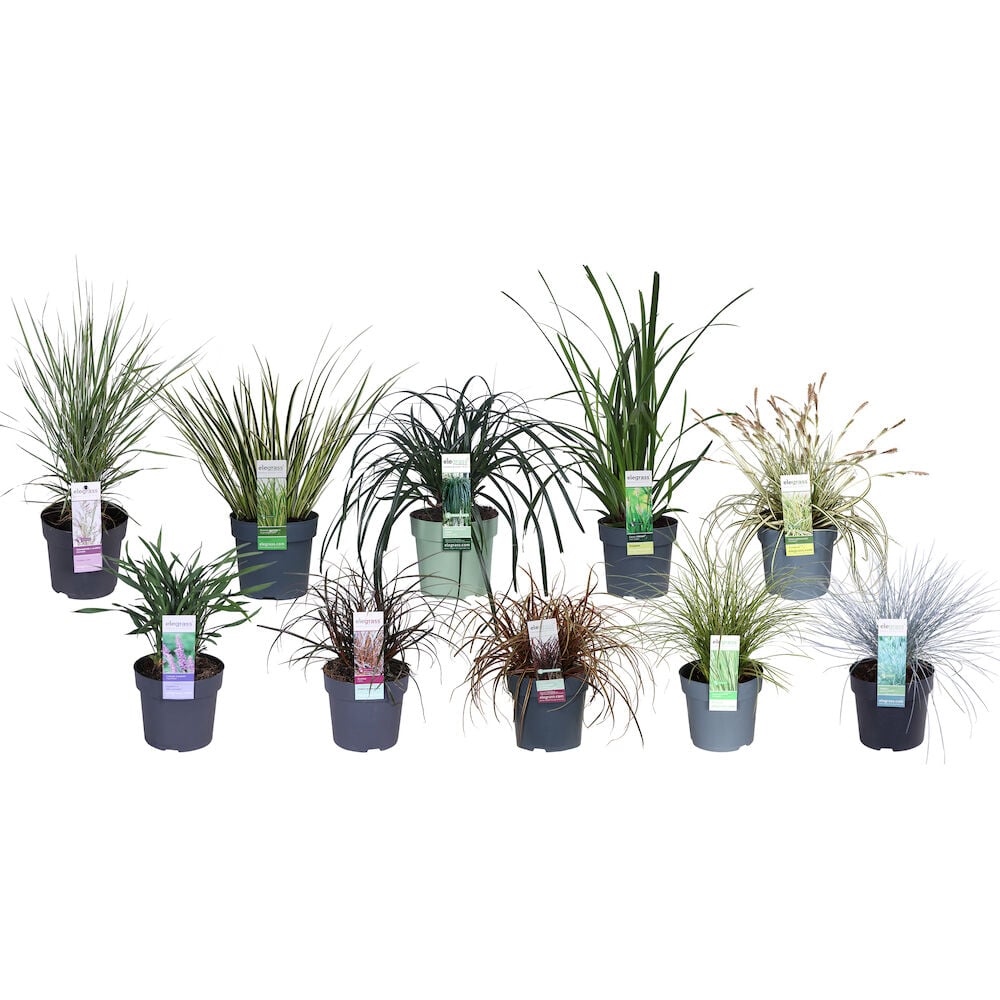 Useita pieniä koristekasveja mustissa muoviruukuissa.