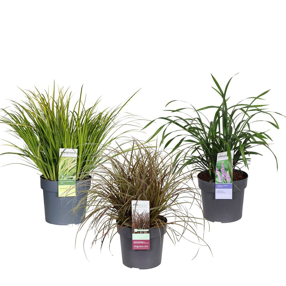 Koristeheinä 19 cm, kirjava vihreä ruoho, ruskean ruohon ja tummanvihreän kasvin kanssa ruukuissa.