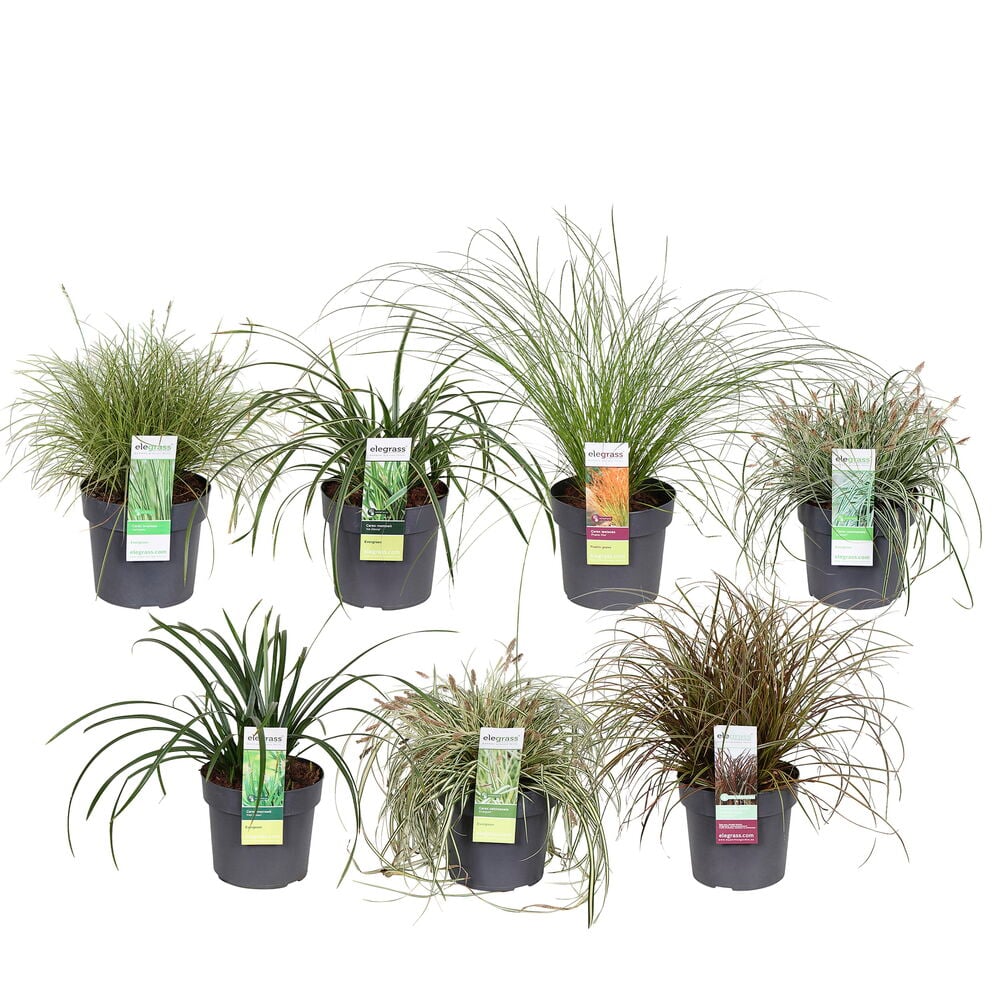 Seitsemän erilaista koristeheinä 19 cm ruukuissa, osa vihreitä, kirjavalehtisiä tai ruskeita, etiketeillä.