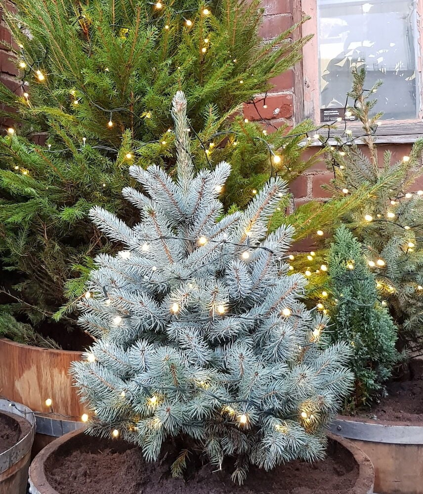 Sinikuusi Baby Blue - 3