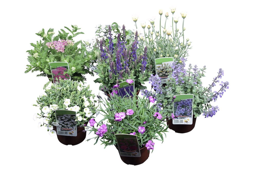 Useita ruukkuja kukkivilla monivuotisilla puutarhakasveilla.