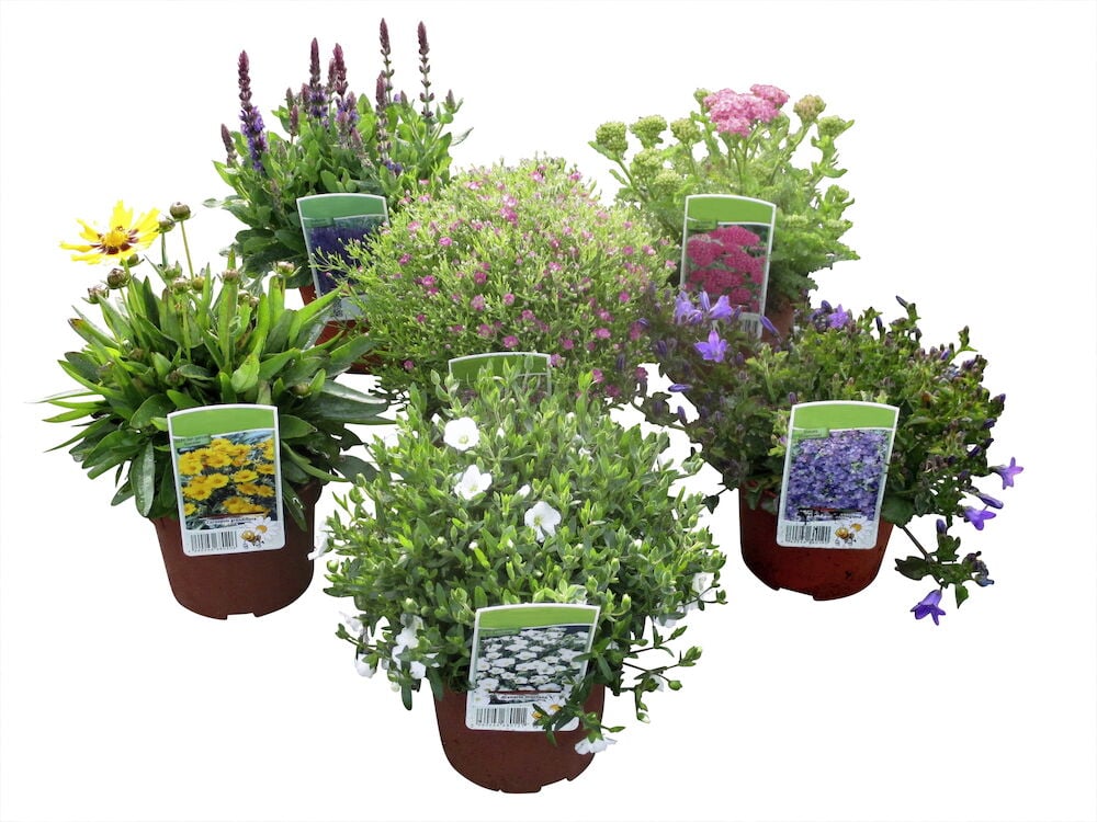 Useita kukkivia monivuotisia kasveja ruskeissa muoviruukuissa.