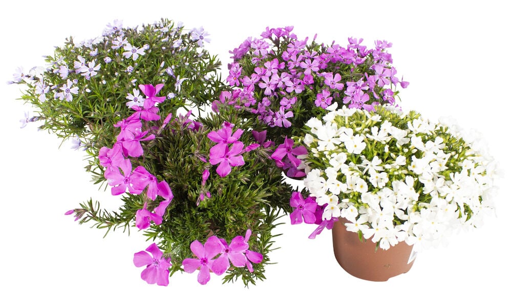 Valkoinen Sammalleimu 12 cm ruukussa, pinkkejä ja vaaleanliloja Sammalleimuja.