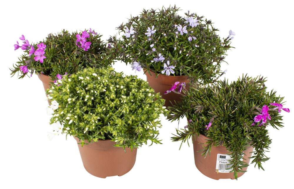 Viisi Sammalleimu 12 cm kasvia ruskeissa ruukuissa vaaleanpunaisilla, violeteilla ja valkoisilla kukilla.