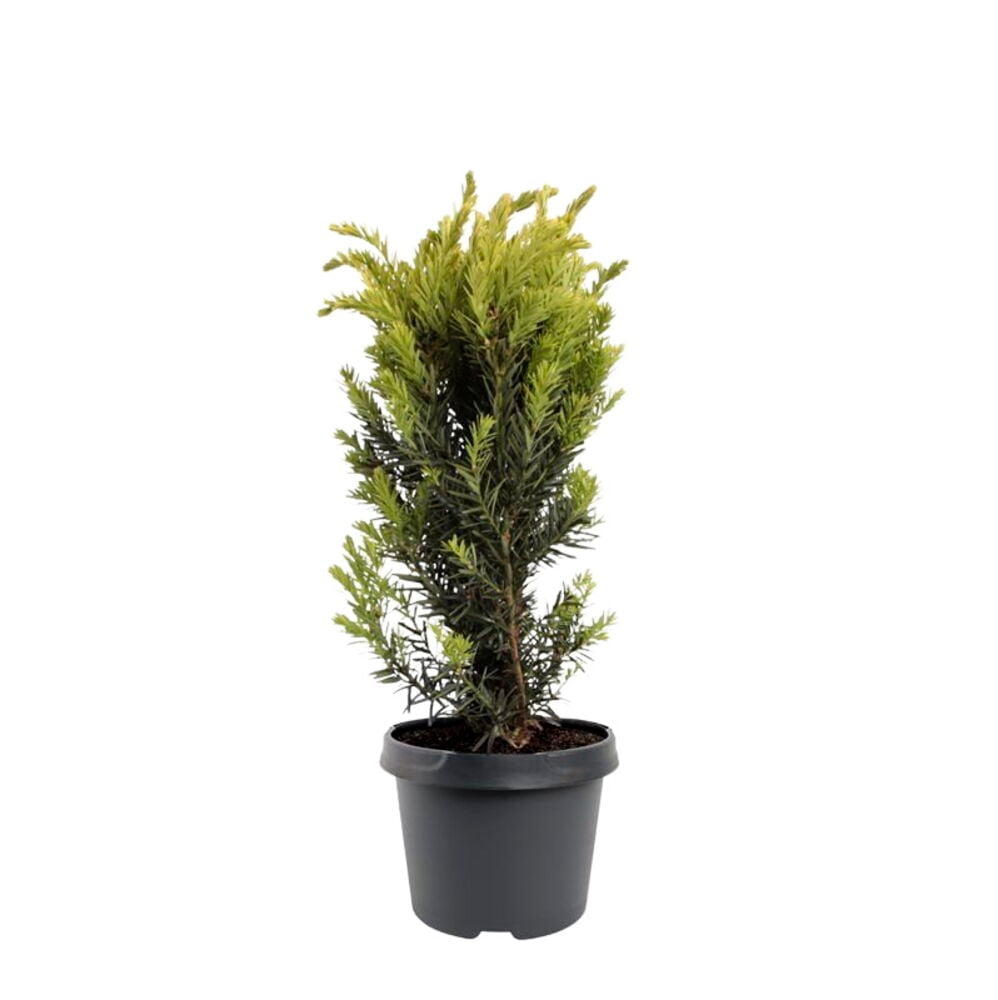Ruukussa oleva Kartiomarjakuusi 19 cm, jossa on vihreitä lehtiä tummanharmaassa ruukussa.