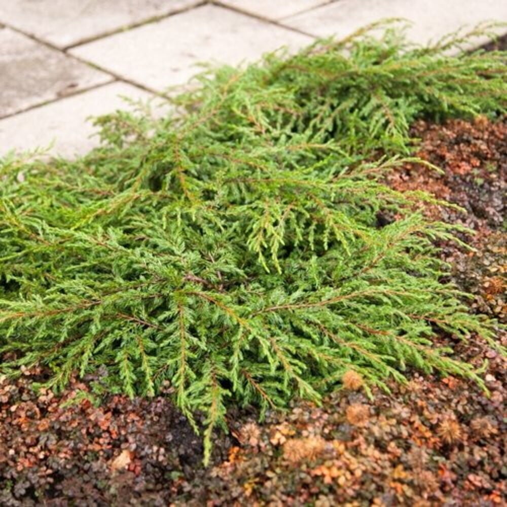 Vihreä, matalakasvuinen Kääpiökataja 19 cm kasvi neulasmaisilla lehdillä maassa kivetyn polun vieressä.
