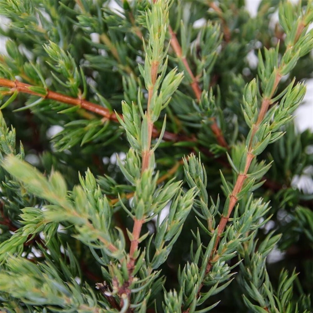 Lähikuva Kääpiökataja 19 cm kasvista, jossa vihreitä piikkimäisiä neulasia ja punaruskeita oksia.
