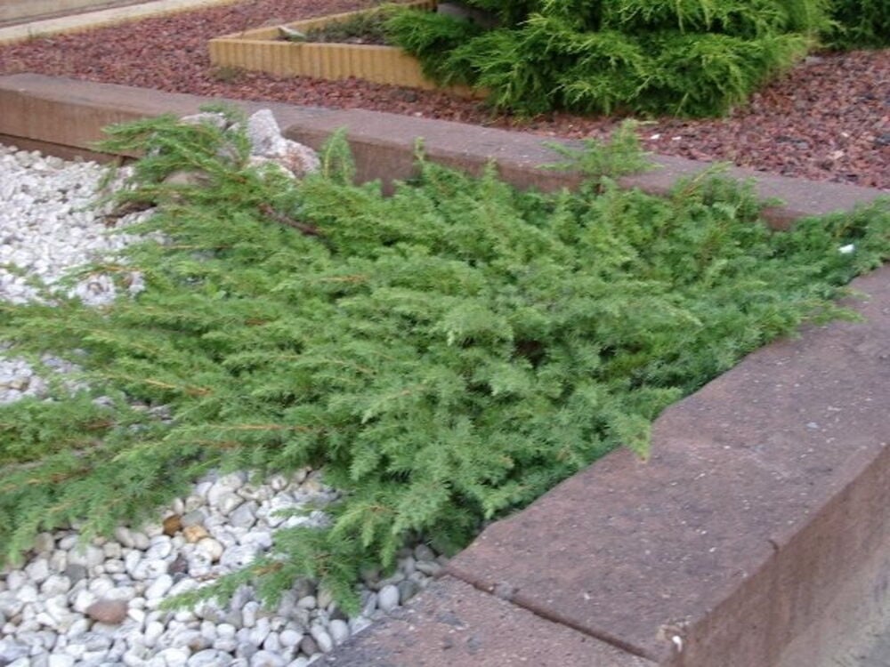 Leviävä, matalakasvuinen vihreä Laakakataja 19 cm kasvi tiheillä, neulasmaisilla lehdillä puutarhapedissä.