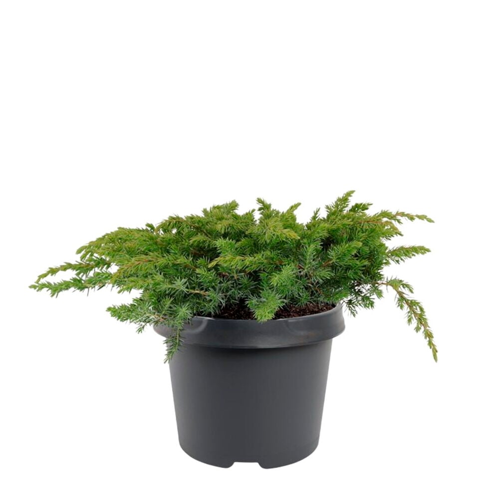 Laakakataja 19 cm, vihreä havupuukasvi, mustassa muoviruukussa.