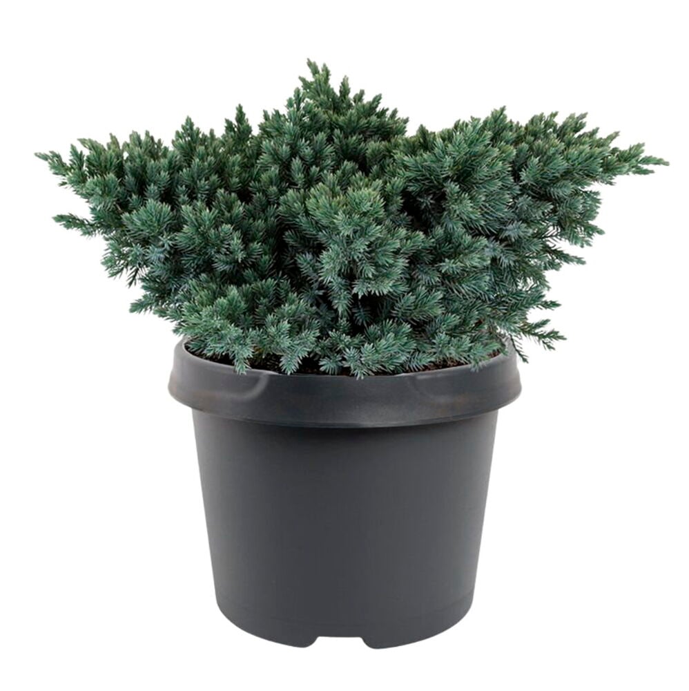 Sinikataja 19 cm Blue Star kasvi sinivihreällä lehdistöllä tummanharmaassa ruukussa, edestä.
