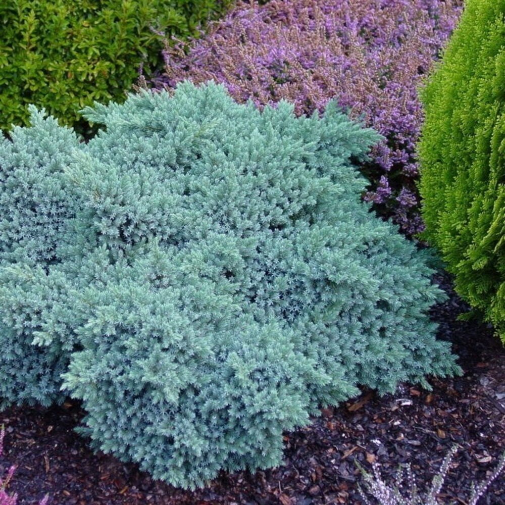 Tiheä Sinikataja Blue Star pensas, jossa on sinivihreä lehdistö, istutettuna katteeseen muiden puutarhakasvien kanssa.