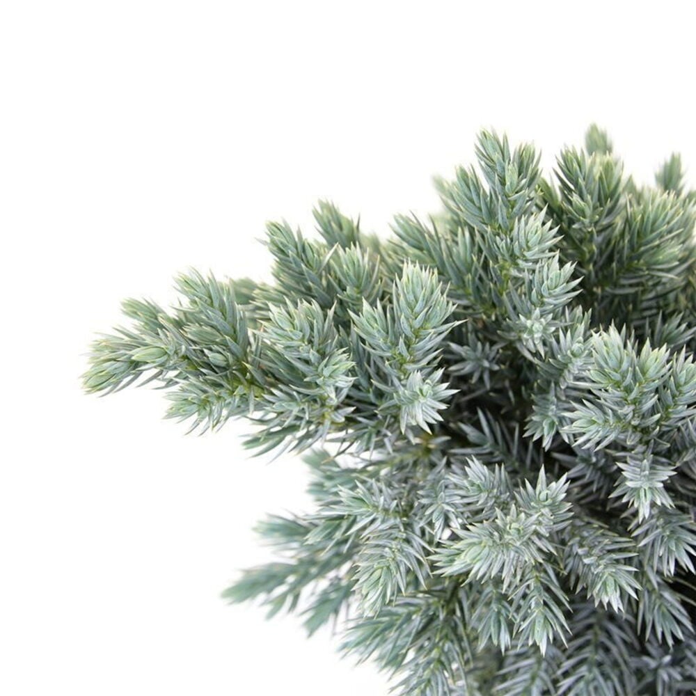 Tiheä ja piikkinen Sinikataja Blue Star, jolla on sinivihreä neulaslehti, valkoisella taustalla.