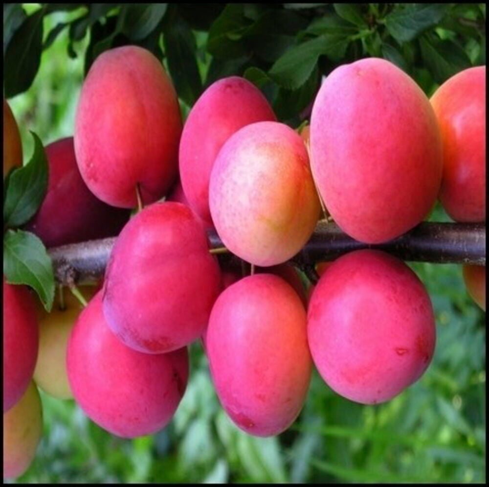 Kirsikkaluumu Kometa, useita kypsiä punertavanpinkkejä luumuja keltaisella poskella oksalla.