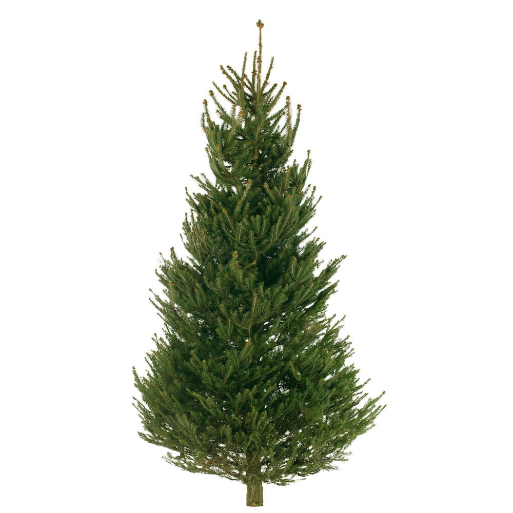 Metsäkuusi Picea Abies