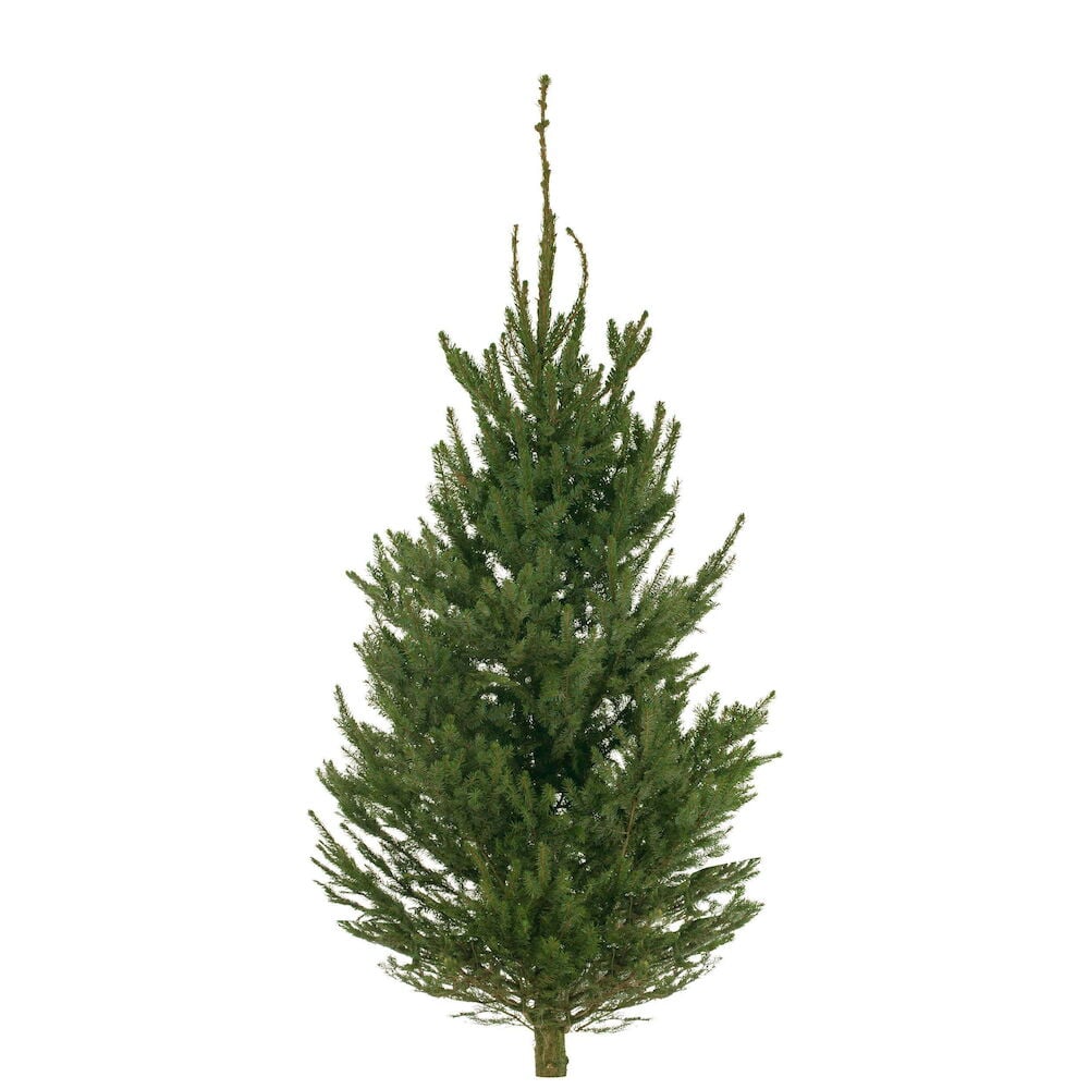 Metsäkuusi Picea Abies