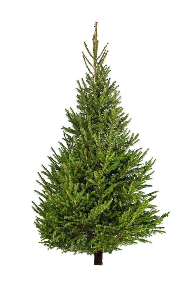 Suomalainen joulukuusi