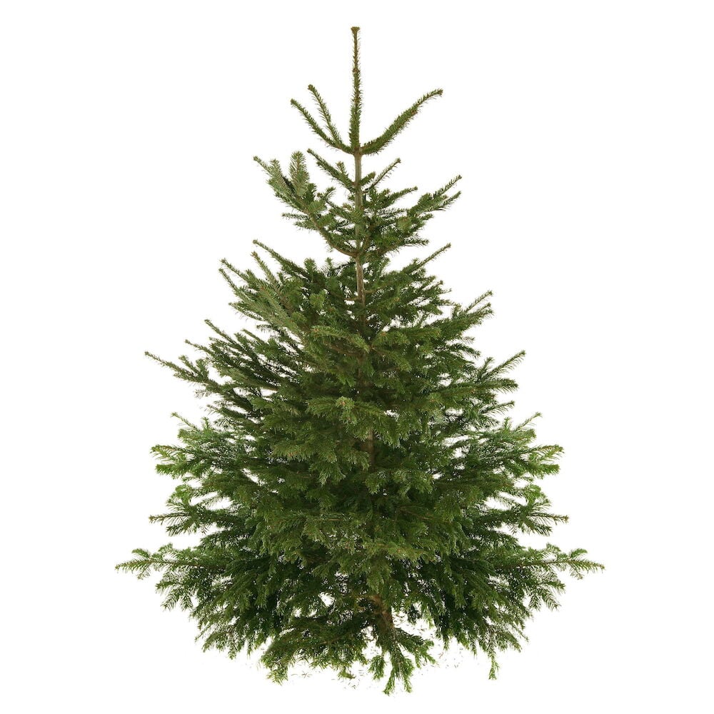 Pihtakuusi Abies Normandia