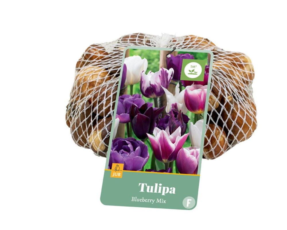 Kukkasipuli Tulppaani Blueberry mix 30 kpl, ruskeat sipulit valkoisessa verkkopussissa etiketillä, jossa lila/valkoisia tulppaaneja.