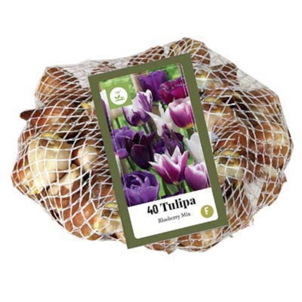 Valkoinen verkkopussi, jossa 40 Tulipa Blueberry Mix -tulppaanisipulia ja etiketti liloilla ja valkoisilla tulppaaneilla.