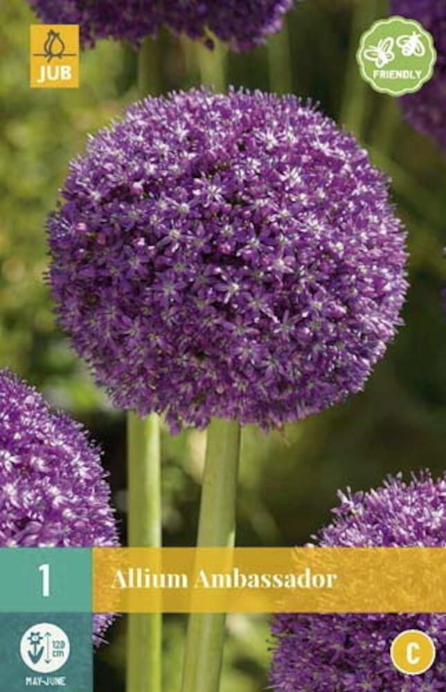 Violetit pallomaiset laukankukat vihreillä varsilla.